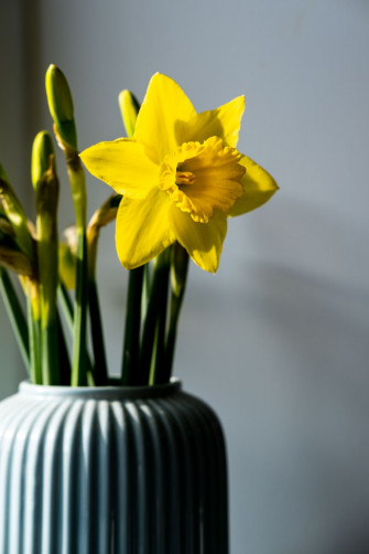 Daffodil Pictures Image