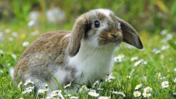 Bunny Wallpaper By Wishajen