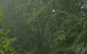 Rain Wallpaper