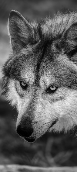 Wolf Phone Wallpaper