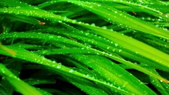 Water On Leaves Apple Wallpaper Computer Mac