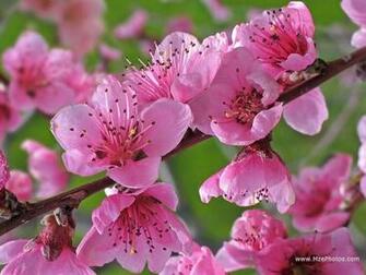 Peach Flowers