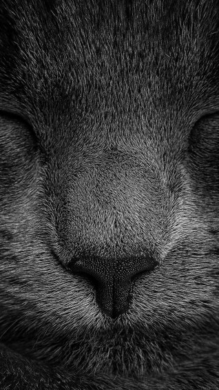 Cat iPhone Wallpaper