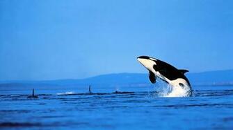 Orca Wallpaper 1980x1080p Jwmm672 Mb Picserio