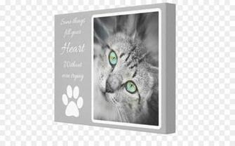 Background Color Frame Png Transparent