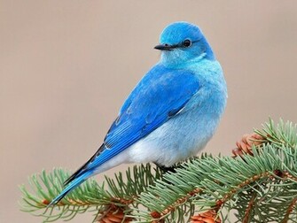 Beautiful Bird Blue Wallpaper