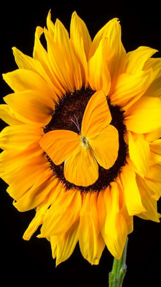Sunflower And Butterfly Wallpaper