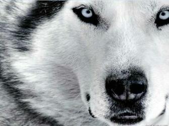 Siberian Husky Theme For Windows Pimp Your Gadgets