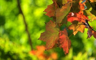 Fall Foliage Wallpaper Kicking Designs