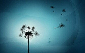 Dandelion Wallpaper HD