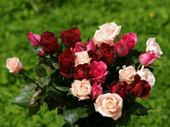 Rose Bouquet In Garden Picture Wallpaper