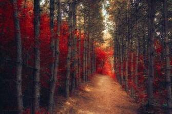 Red Forest Wallpaper