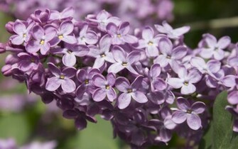 Lilac Wallpaper