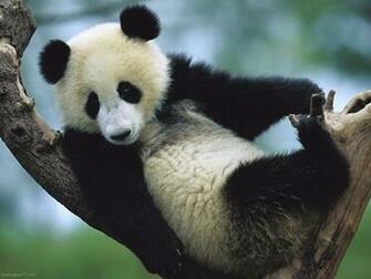 Panda On Tree Pixels Wallpaper Tagged Bear
