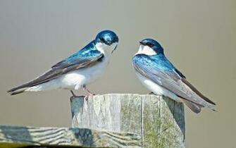 Swallow Wallpaper And Background Id