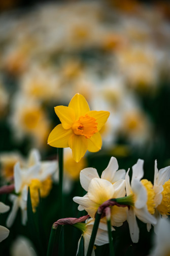 Yellow Daffodils In Bloom During Daytime Photo Blossom