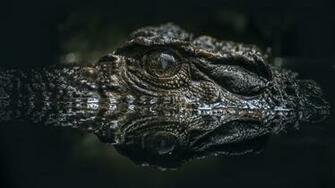 Alligator Wallpaper X Net