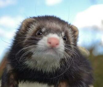 Black Ferrets Uk