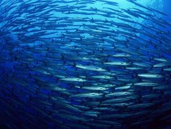 Blue Sea Wallpaper And Background