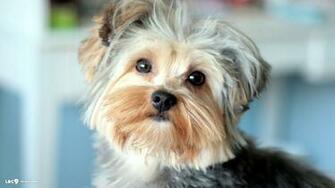 Yorkshire Terrier Wallpaper