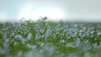 Zen Wallpaper Widescreen High Definition
