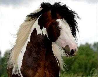 Wild Paint Horse Wallpaper Amazing