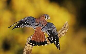 Birds Of Prey Amazing Wallpaper HD