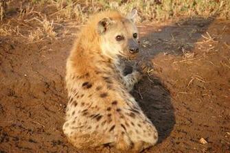 Hyena Wallpaper And Background Image Net