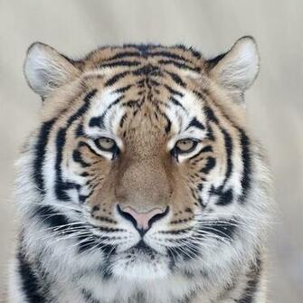 Looking Stern Tiger iPad Wallpaper Meow Prr Hss