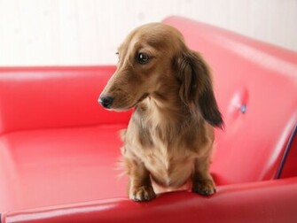 Dachshund Wallpaper Art Print Poster Desktop