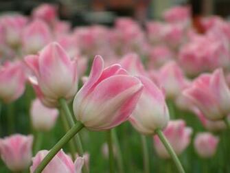 File Name High Resolution Wallpaper Of Tulip Desktop