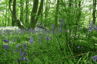 Beautiful Britain Spring Screensaver This Is How