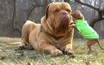 Mastiff French Dogue De Bordeaux Wallpaper