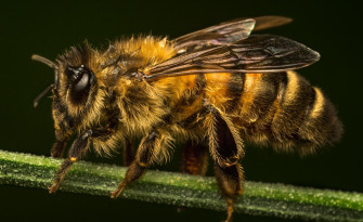 Macro Animal Bee HD Wallpaper