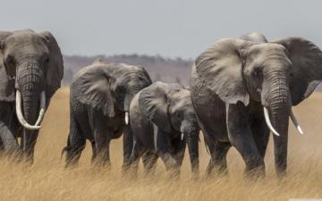 Maasai Mara Safari Tour Ultra HD Desktop Background Wallpaper For