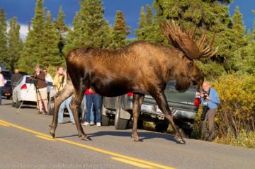 Bull Moose Denali National Park Alaska Photos By Ron Niebrugge