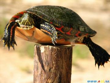 Post Turtle Meme Generator