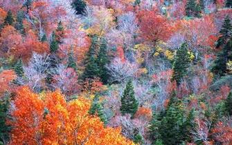 Trees Wallpaper Most Beautiful Places In The World