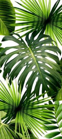 Cool Phone Wallpaper For Xiaomi Redmi Note Pro 5g Tropical