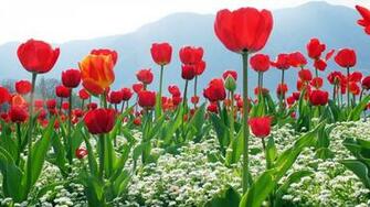 Desktop Best Flower Wallpaper Wallpaper13