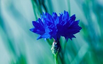 Blue Flowers Wallpaper Beautiful Cool Walldiskpaper