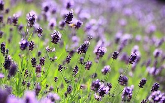 Lavender Jpg