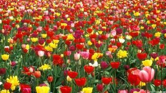 Photography Background Flower Flowers Garden Wallpaper