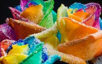 Rainbow Roses Wide Wallpaper Full HD