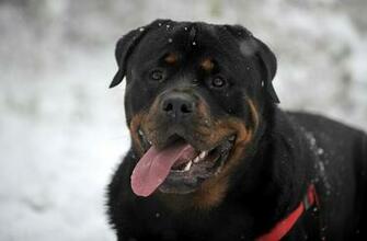 Rottweiler Wallpaper On