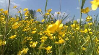 Wallpaper Flowers Yellow Field Summer Holiday Mood