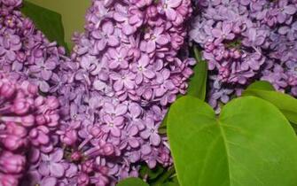 Pictures Syringa Fragrant Purple Lilac Pixel Size