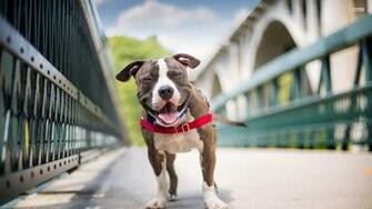 Pitbull Wallpaper Net