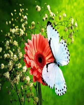 Art Wallpaper On Flowers Wallp Apers Beautiful