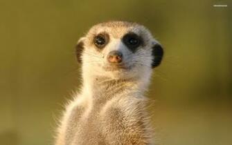 Windows Animals Theme And Wallpaper All For